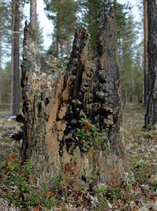 Biotopanalys resultat En naturvärdesinventering av Ekopark Vuollerim utfördes under 2005. 233 bestånd inventerades i fält och registrerades i en geografisk databas.