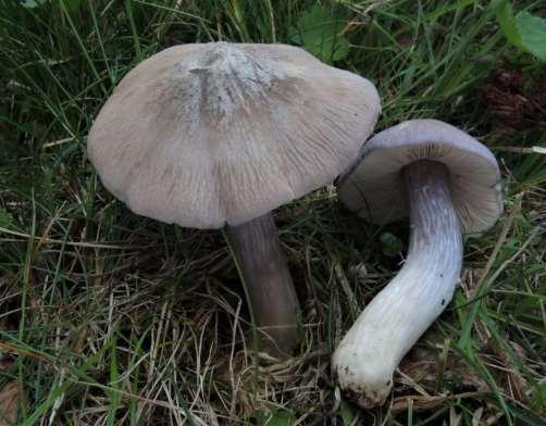 degenererade naturslåtterängar om dessa har kalkhaltig