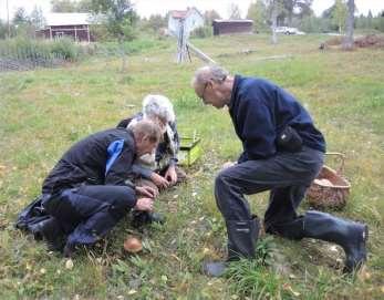 39. Frisks äng i Bjus Orsa I likhet med äng nr. 40 har Frisks äng inte ingått i länsstyrelsens inventeringar. De har dock senare visat sig ha höga naturvärden.