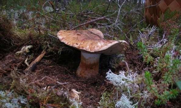 Rödlistade arter Under veckan noterades 53 rödlistade arter. En del av dem växte på flera lokaler och med flera förekomster på dessa lokaler.