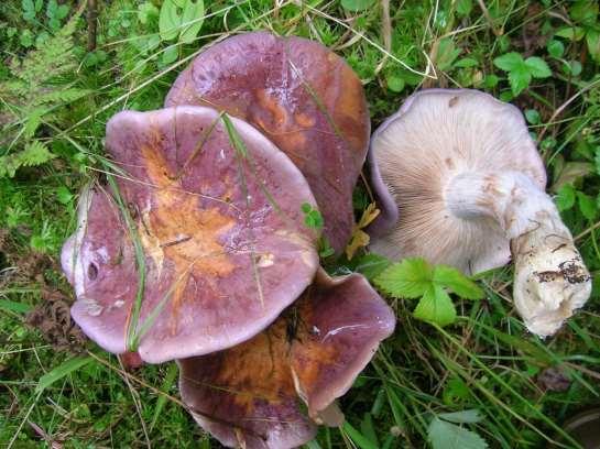 Porslinsblå spindling Cortinarius cumatilis, rödlistad i kategorin sårbar VU, växer vid Rädån, område 15. Det främsta hotet mot arten är avverkning av de värdträd som den är helt beroende av.