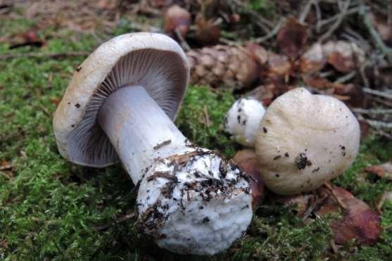 Ögonnopping Entoloma lividocyanulum NT Mjölrödskivling Entoloma prunuloides NT Lundnopping Entoloma queletii NT Hagnopping Entoloma turci NT Rosenticka Fomitopsis rosea NT Brandbitterskivling