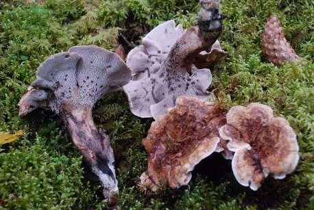 Skrovlig taggsvamp Sarcodon scabrosus är nära hotad NT. Foto: Anders Janols Lappticka Amolocystis lapponica är rödlistad i kategorin VU.