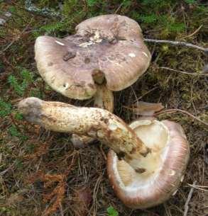 Området närmast väster om Orsasjön benämns Bonäsfältet. I folkmun kallas det Bonäsheden. Det täcks nästan uteslutande av tallskog, och uppvisar en hel del likheter med delar av Rättviksheden.
