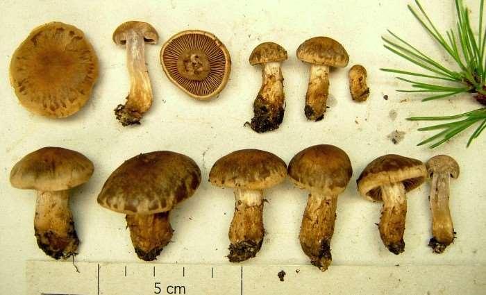 Vit slidskivling Stubbrostnavling Volvopluteus gloiocephalus Xerocomus ferrugineus Xeromphalina