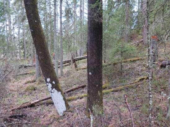 I kanten av nipan till höger i bild växer tall.