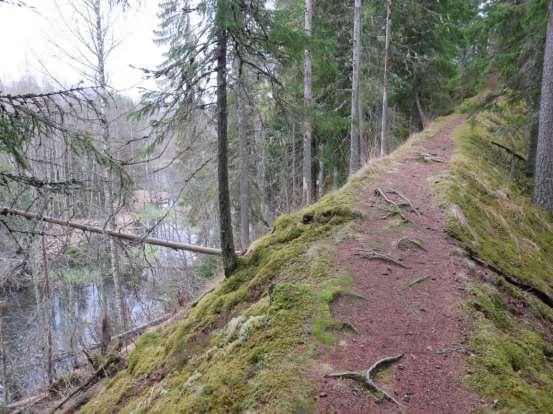 Granarna dör på den sandiga marken men aspen klarar sig bra och ökar för närvarande i utbredning.