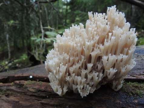 9 11. Rättviksheden Rättviksheden är mykologiskt sett sedan länge ansedd som en av de finaste kalkbarrskogarna i Norden. Delar av heden är skyddad som naturreservat men större delen saknar skydd.