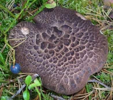 Motaggsvamp Sarcodon squamosus, nära hotad NT.