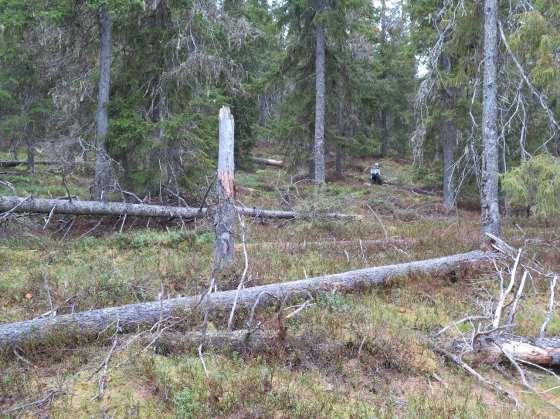 En mykolog tar en kaffepaus vid Kajsbergets gamla granskog och