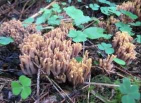 Två bilder från Rädån, gultoppig fingersvamp Ramaria testaceoflava till vänster och gul taggsvamp Hydnellum geogenium. Båda rödlistade arter i kategorin nära hotad NT.