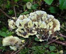 Rabarbersvamp Gullnavling Vit tuvskivling Grå trattskivling Albatrellus confluens Albatrellus ovinus Amanita muscaria var. muscaria Amanita rubescens Amanita vaginata f.