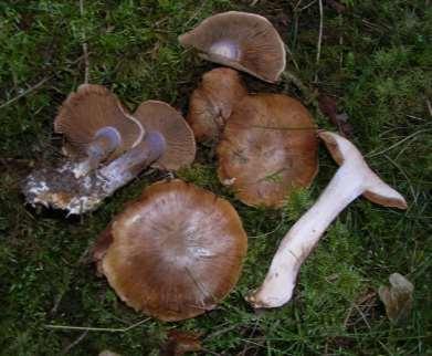 Doftspindling Rödgul trumpetsvamp Blek mössmurkling Granrödling Klibbticka Trollsmör Citronslemskivling Fläckig bitterskivling Skarp dropptaggsvamp Blek taggsvamp Narrkantarell Violtråding