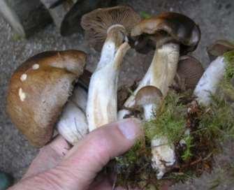 Brödtaggsvamp Ärggrön kragskivling Pepparkragskivling Örsopp Smörsopp Sandsopp Källarkantarell Borstticka Zonticka Violticka Riddarmusseron Såpmusseron Rättikmusseron Jordmusseron Skäggmusseron