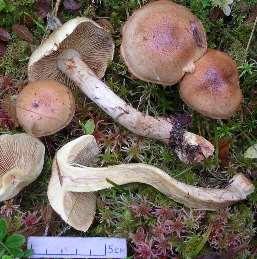 Foto: Dan Broström Odörspindling Cortinarius russeoides bildar mykorrhiza med gran och tall i örtrika kalkbarrskogar.