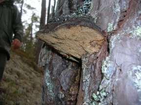 Tallticka Phellinus pini, jättemusseron Tricholoma colossus och druvfingersvamp Ramaria rubripermanens vid lokalen i Selja-Långlet. Foto: Dan Broström 22-24.