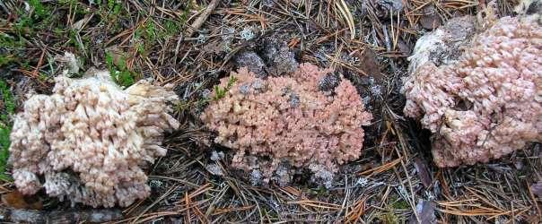 Vasaloppsspåret (även det ett naturreservat) går genom delar av området. Intill ån i södra delen finns frodiga lövskogar med lundkaraktär.
