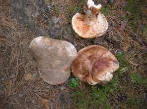 På de torrare sandmarkerna i ravinens kanter och omgivande terräng växer tallskog, bland annat Selbäcksheden i södra delen.
