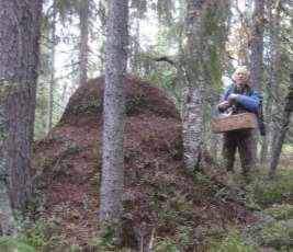 språng mot Kajsberget trots kraftigt motlut.