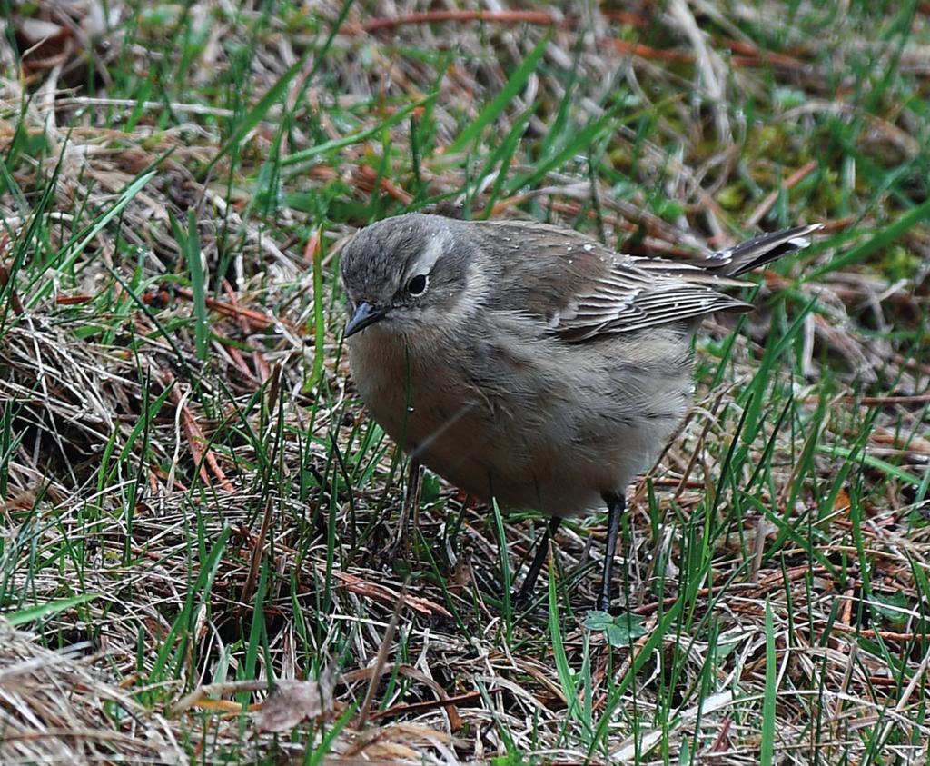 vintriga landskapet, men sträckdriften är stark så de flesta drar norrut i dalen för vidare färd mot Ryssland upp över bergspassen.