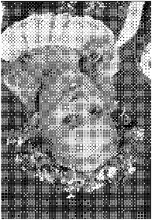 6. APPENDIX En rasterpunkt kan vara konstruerad på två sätt. Det går att låta den vara uppbyggd av närbelägna bildpunkter, samlad rasterpunkt (Fig. 18. a och Fig. 19.