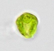 TEF30-underexpressing transformants exhibit no obvious growth phenotype under a variety of growth conditions.