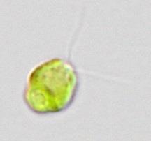 background grown in TAP-NH 4 medium at ~30 μmol photons m 2 s 1. lack bars = 2 µm.