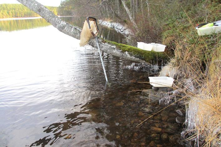 Bottenfauna i Kalmar län 216 Vattensystem: Vattendrag/namn: Provpunktsbeteckning: MOTALA STRÖM Hjorten, Tyresbo BF1 Provdatum: Lokaltyp: Sjö 2161129 Naturligt/grävt: naturligt Koordinater x: Läge: