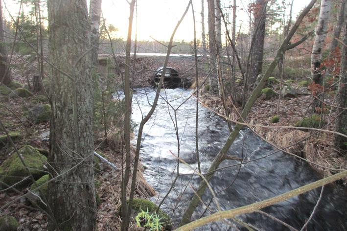 Bottenfauna i Kalmar län 216 Vattensystem: Vattendrag/namn: Provpunktsbeteckning: BOTORPSSTRÖMMEN Bäck från Kvarngölen, Sörkärr BF4 Provdatum: Lokaltyp: Bäck 2161128 Naturligt/grävt: naturligt