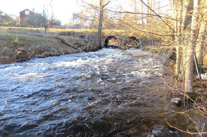 Bottenfauna i Kalmar län 216 Vattensystem: Vattendrag/namn: Provpunktsbeteckning: VIRÅN Virån, Baggetorps kvarn BF166 Provdatum: Lokaltyp: Å 2161128 Naturligt/grävt: naturligt Koordinater x: 6359933