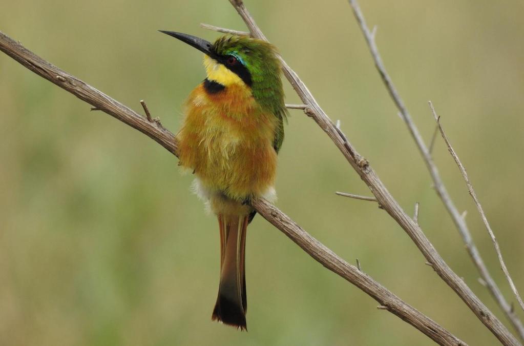 Gambia 3 15 februari 2020 fågelresa med Ulf Ottosson Little Bee-eater. Foto: Göran Pettersson Varmt välkommen på AviFaunas resa till Gambia!