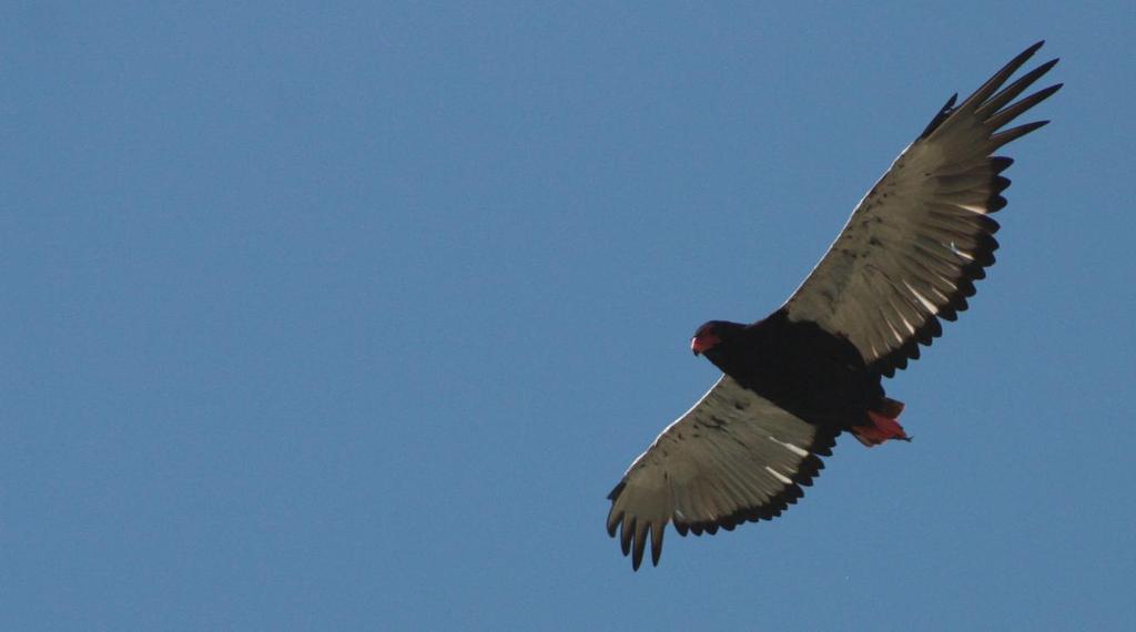 Resan i korthet Datum Orter/resplan 3 feb Resan startar på flygplatsen i Banjul. Natt nära Banjul. 4 feb Brufut Wood och Tanji Bird Reserve. Natt nära Banjul. 5 feb Kartong Wetlands och skådning nära gränsen till Senegal.