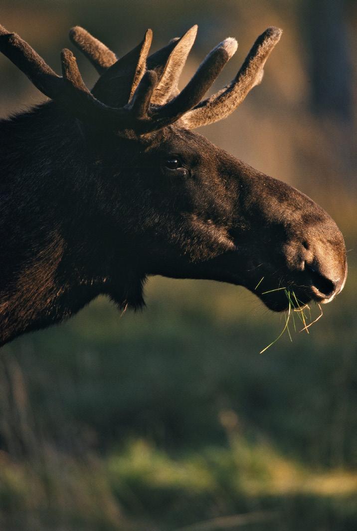 För att konstruera en överlevnadskurva krävs att vi har kunskap om hur många djur som föds respektive år, samt att åldersfördelning och populationstäthet är stabila.