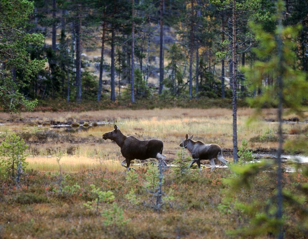 Metodens begränsning föds motsvarande tid senare på sommaren.