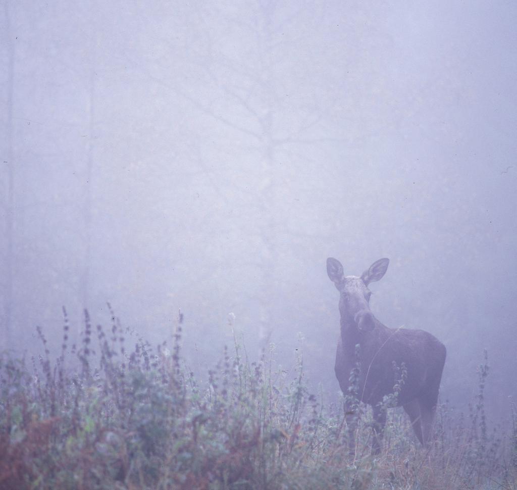 Från alla vuxna hondjur, inklusive fjolingar (1,5-åringar), tillvaratas livmodern och de båda äggstockarna (Figur 2a,b). Livmoder och äggstockar tillvaratas i samband med urtagningen.