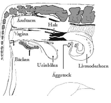 Denna delar sig i de två livmoderhornen från vars ändar äggledarna utgår. Ytterst vid äggledarna sitter äggstockarna i ett ligament (bindväv), i närheten av livmoderhornets främre del.