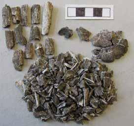 Fnr 19 Genombrända och sotiga benfragment (se figur 5). Mycket stort antal små fragment (medelstorlek ca 10 mm) och totalt ca 12 cl ben.