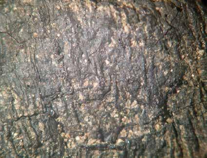 VA nr 00568-2015 Brandurnegravar från Kövlinge Analys av organiskt material 2015 HM 28821: 24 Materialet är relativt mjukt och fortfarande böjligt, även om fortsatt böjning orsakar brott.