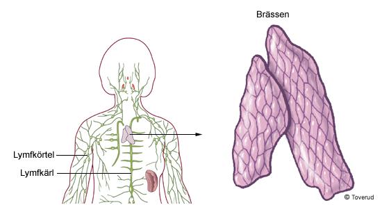 Brässen I brässen bildas vita blodkroppar som