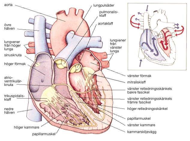 Hjärta Hjärtat och de stora kärlen. Hjärtat visas öppnat så att dess viktigaste inre delar syns.