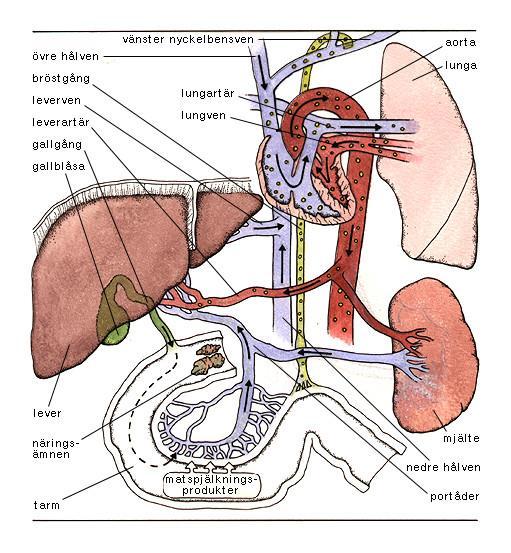 Lever Levern erhåller blod från portådern och leverartären. Portåderblodet kommer dels från mjälten, dels från tarmen. Blodet från tarmen innehåller vattenlösliga matspjälkningsprodukter.