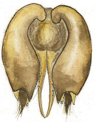 ider) per antennled