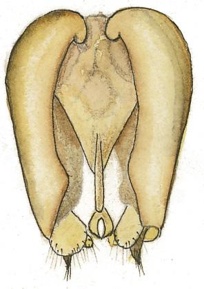 Penis, med tydlig