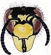 J I N Sommarjordgetingar Vespula (Vespula)