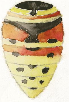 Vespula (Vespula) J I O Höstjordgetingar