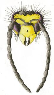 (Paravespula) Vanlig geting,