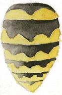 geting, grälling Vespula germanica