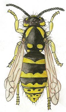 el. vitt Grova munsköldsporer