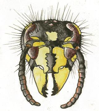 Alternativa getingscheman Schema till de 3 arbetande arterna i u.släktet Boreovespula Husgeting Taigageting Nordgeting D.