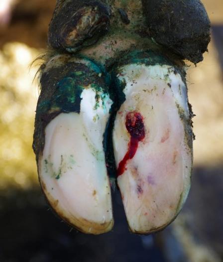 Klövsulesår Klövens bärmekanism går sönder och klövbenet flyttas nedåt Sår genom sulhornet som blottar köttklöven Mycket smärtsam